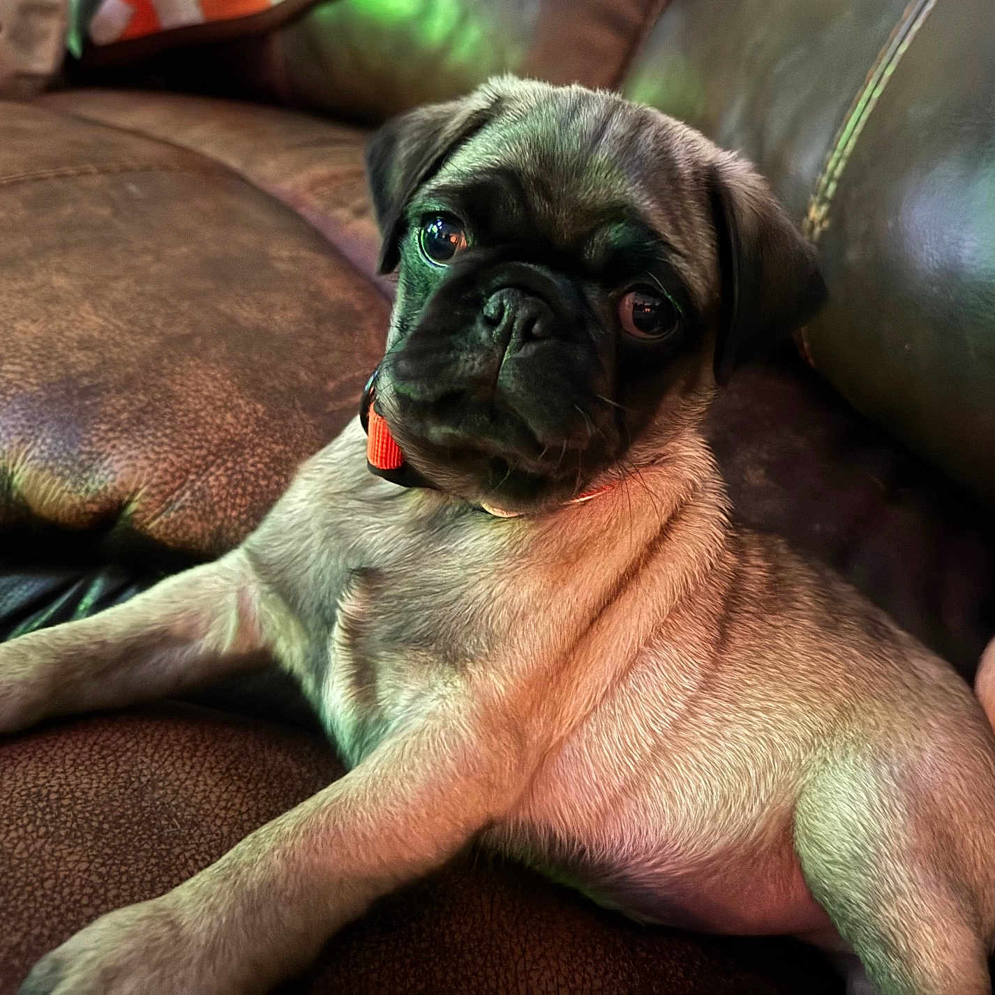 Churro is registered to the contest to win money with this photo: puppy, pug, dog, leather_couch, pet, young_dog, animal, indoor, cute, brown, fur, collar, resting, small_dog, canine, portrait, looking, cozy, home, relaxing