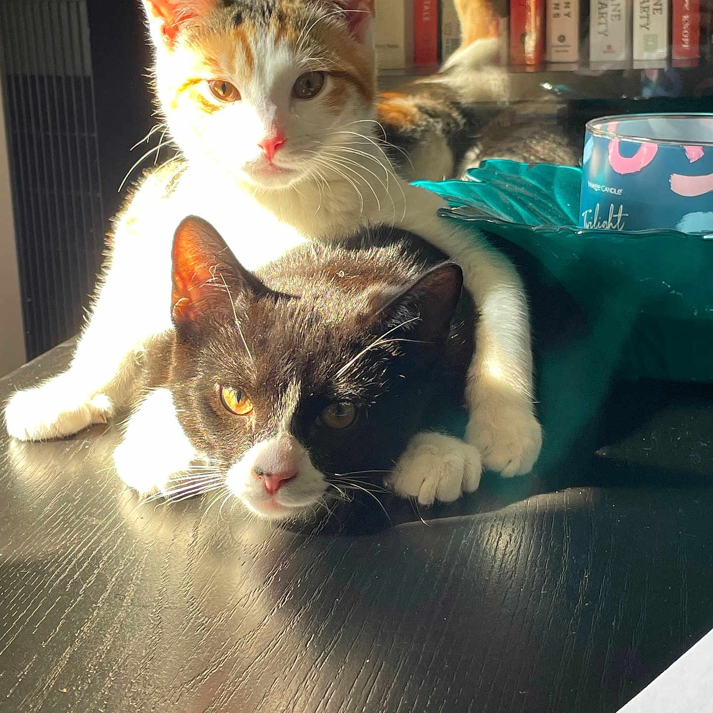 Callie And Oreo is registered to the contest to win money with this photo: affection, black_and_white_cat, books, calico_cat, candle, cat, closeup, cozy, cuddle, domestic, feline, fur, home, indoor, pets, relaxing, resting, sunlight, table, whiskers