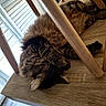 cat, tabby_cat, fluffy, long_hair, sleeping, relaxed, upside_down, indoor, wooden_table, chair, furniture, window, blinds, sunlight, cozy, pet, fur, paws, whiskers, portrait