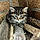 Cooki