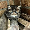 Cooki participe au concours pour gagner de l'argent avec cette photo : kitten, cat, fluffy, blue_eyes, tabby, long_hair, animal, pet, portrait, close_up, sitting, logs, wood, firewood, brick_wall, rustic, outdoor, whiskers, ears, cute