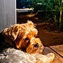 dog, sunlight, outdoor, wooden_surface, fluffy, pet, nature, greenery, relaxed, canine, animal, fur, daylight, portrait, side_view, peaceful, small_dog, bright, summer, garden