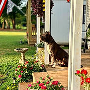 Moose is registered to the contest to win money with this photo: dog, porch, flowers, plants, grass, american_flag, wooden_floor, sunlight, outdoor, garden, potted_plants, nature, pet, sitting, daytime, house, decor, greenery, summer, relaxation