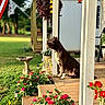 dog, porch, flowers, plants, grass, american_flag, wooden_floor, sunlight, outdoor, garden, potted_plants, nature, pet, sitting, daytime, house, decor, greenery, summer, relaxation