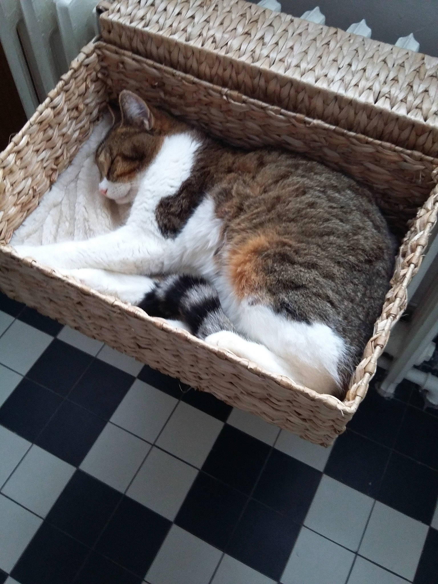 Milo a rejoint le concours — aidez-le/la à gagner de superbes lots ! aegean_cat, bed, cat, cat_like_mammal, domestic_short_haired_cat, european_shorthair, floor, flooring, fur, small_to_medium_sized_cats, whiskers