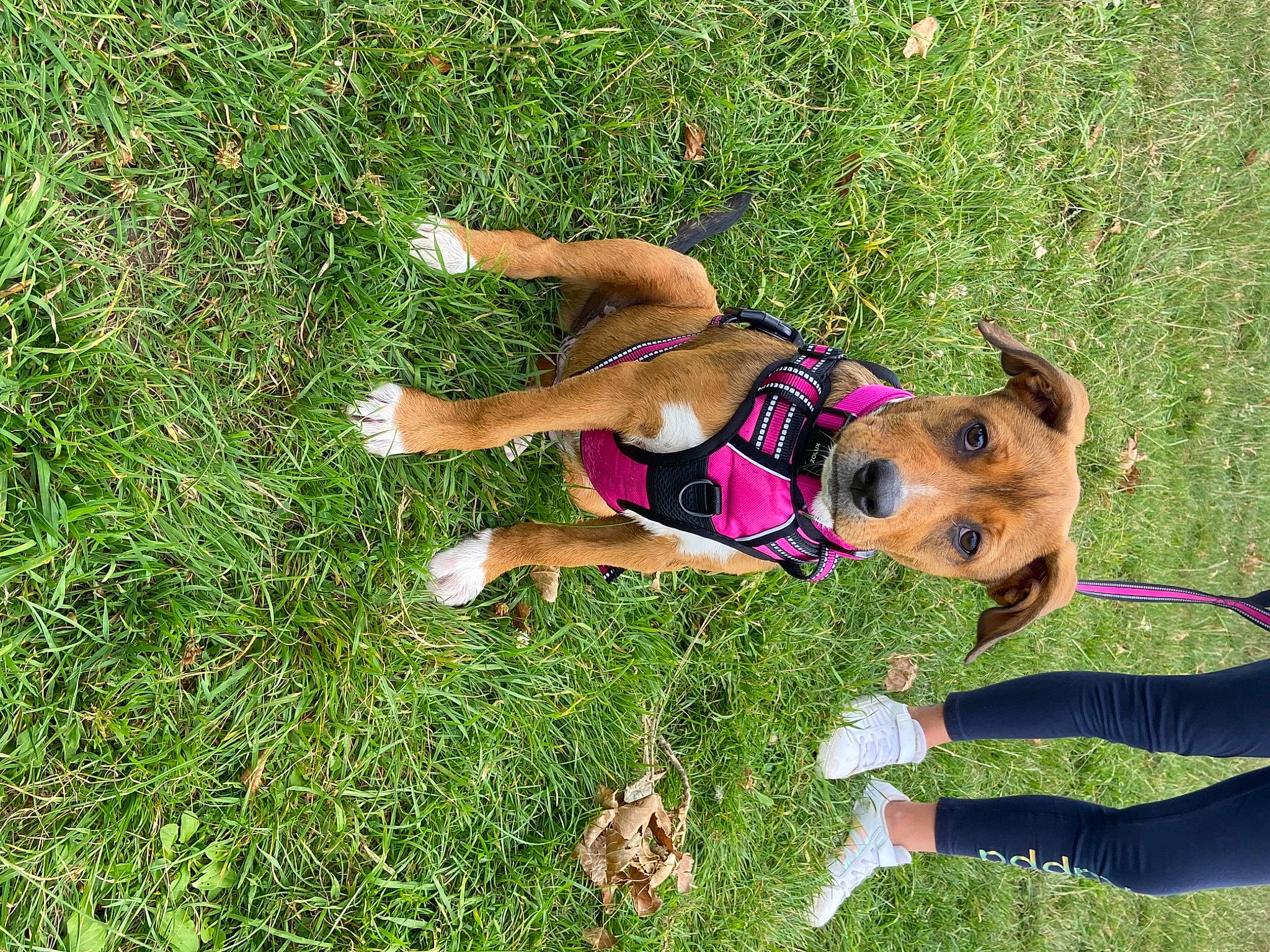 Ulka a rejoint le concours — aidez-le/la à gagner de superbes lots ! canidae, carnivore, companion_dog, dog, dog_breed, dog_supply, fawn, fun, grass, groundcover, happy, human_leg, lawn, leisure, people_in_nature, plant, recreation, sporting_group, swimwear, thigh