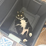 Max joined the competition — help win amazing prizes! cat, tuxedo_cat, bin, plastic_bin, indoor, floor, rug, paw, black_and_white, pet, animal, relaxed, lying_down, cozy, home, feline, whiskers, cute, sprawled, domestic