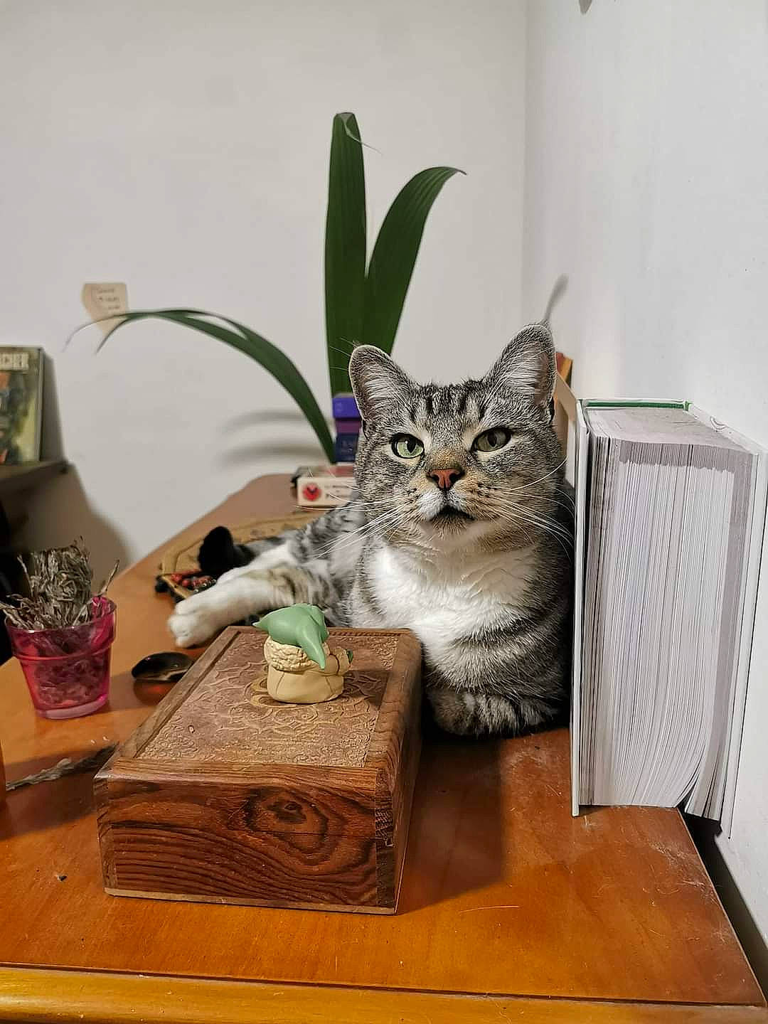 Blanco a rejoint le concours — aidez-le/la à gagner de superbes lots ! art, carnivore, cat, comfort, domestic_short_haired_cat, felidae, flooring, flowerpot, fur, grass, hardwood, houseplant, plant, room, sitting, small_to_medium_sized_cats, table, tail, whiskers, wood