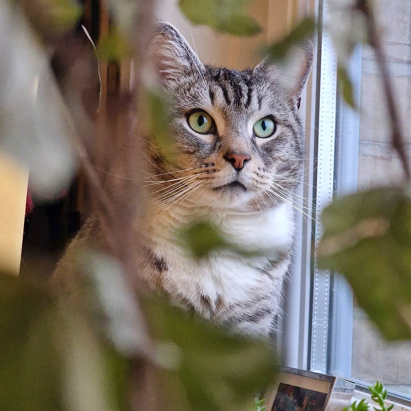 Blanco participe au concours pour gagner de l'argent avec cette photo : bobcat, branch, carnivore, cat, domestic_short_haired_cat, fawn, felidae, fur, grass, lynx, pet_supply, plant, small_to_medium_sized_cats, snout, terrestrial_animal, tree, twig, whiskers, wildlife, window
