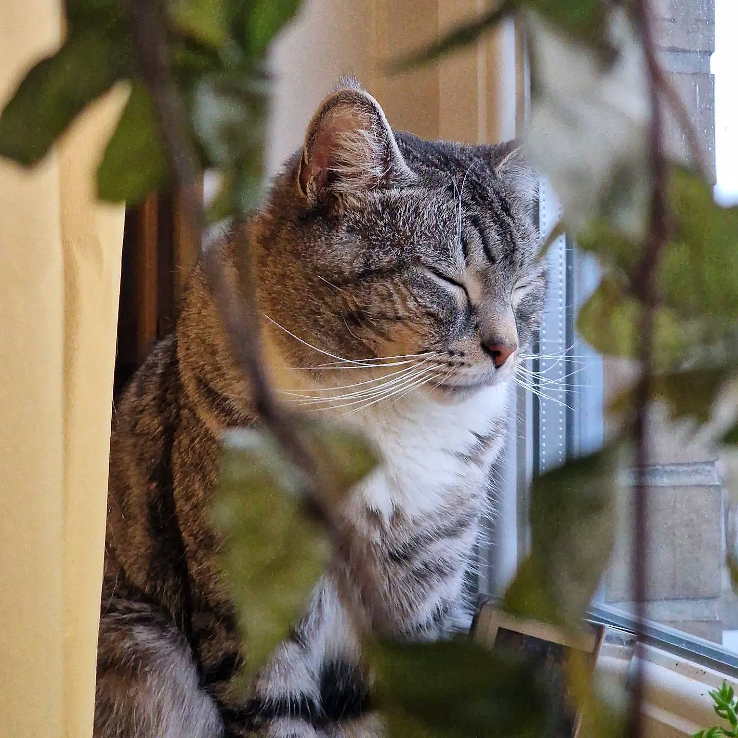 Blanco a rejoint le concours — aidez-le/la à gagner de superbes lots ! bobcat, carnivore, cat, domestic_short_haired_cat, eye, fawn, felidae, fur, grass, lynx, plant, small_to_medium_sized_cats, snout, tail, terrestrial_animal, tree, whiskers, wildlife, window, wood