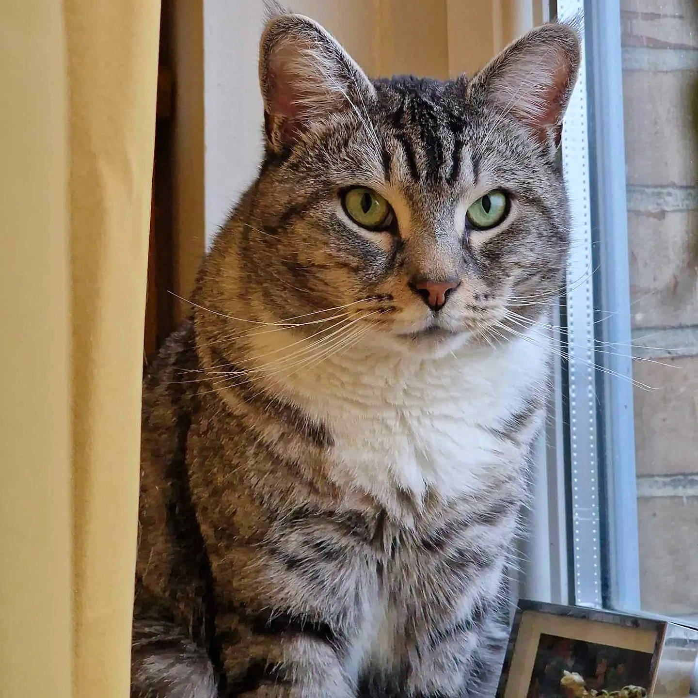 Blanco a rejoint le concours — aidez-le/la à gagner de superbes lots ! carnivore, cat, domestic_short_haired_cat, door, felidae, fur, small_to_medium_sized_cats, snout, terrestrial_animal, tree, whiskers, window