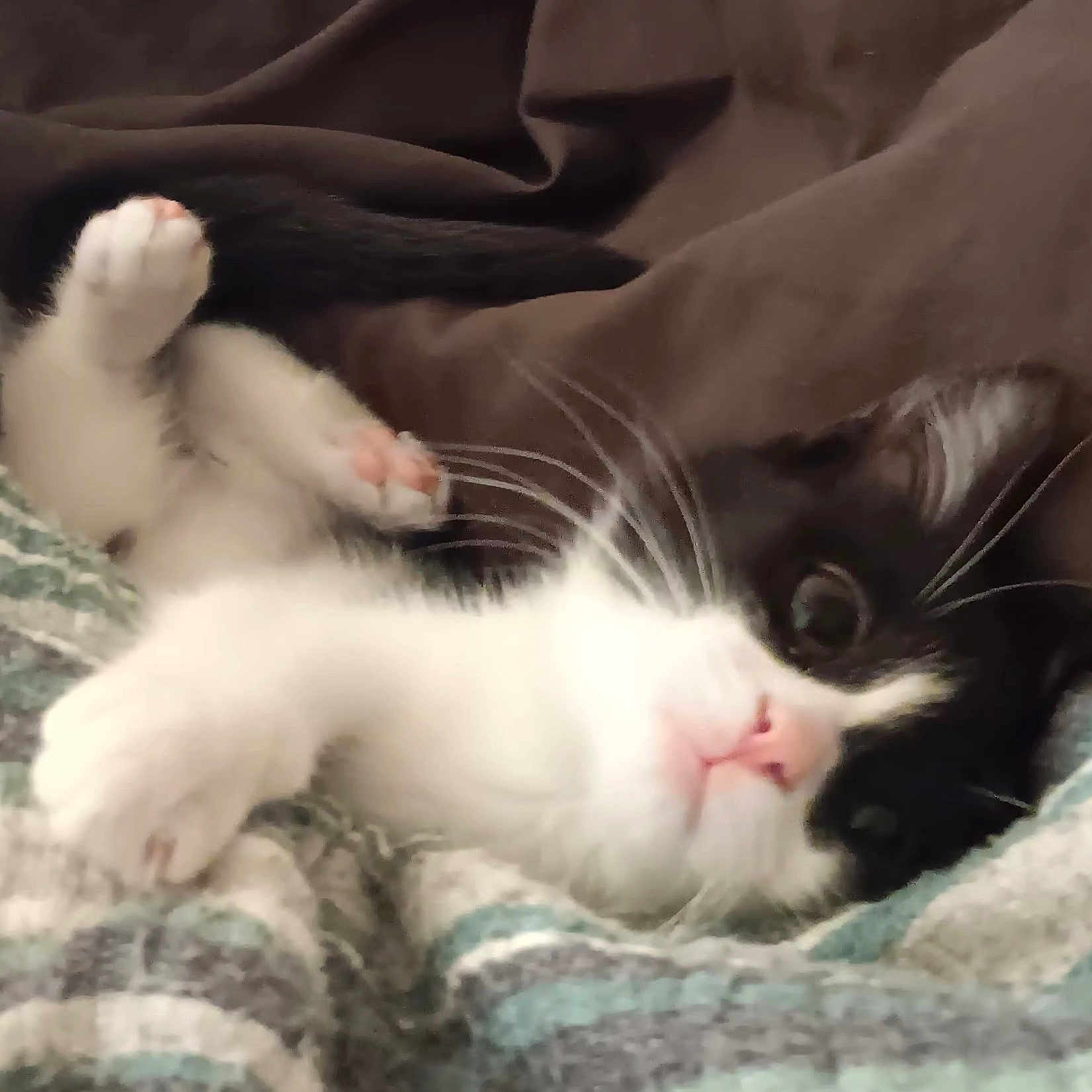 Baby Zoom Zoom is registered to the contest to win money with this photo: animal, blanket, canine, cat, dog, kitten, manx, pet