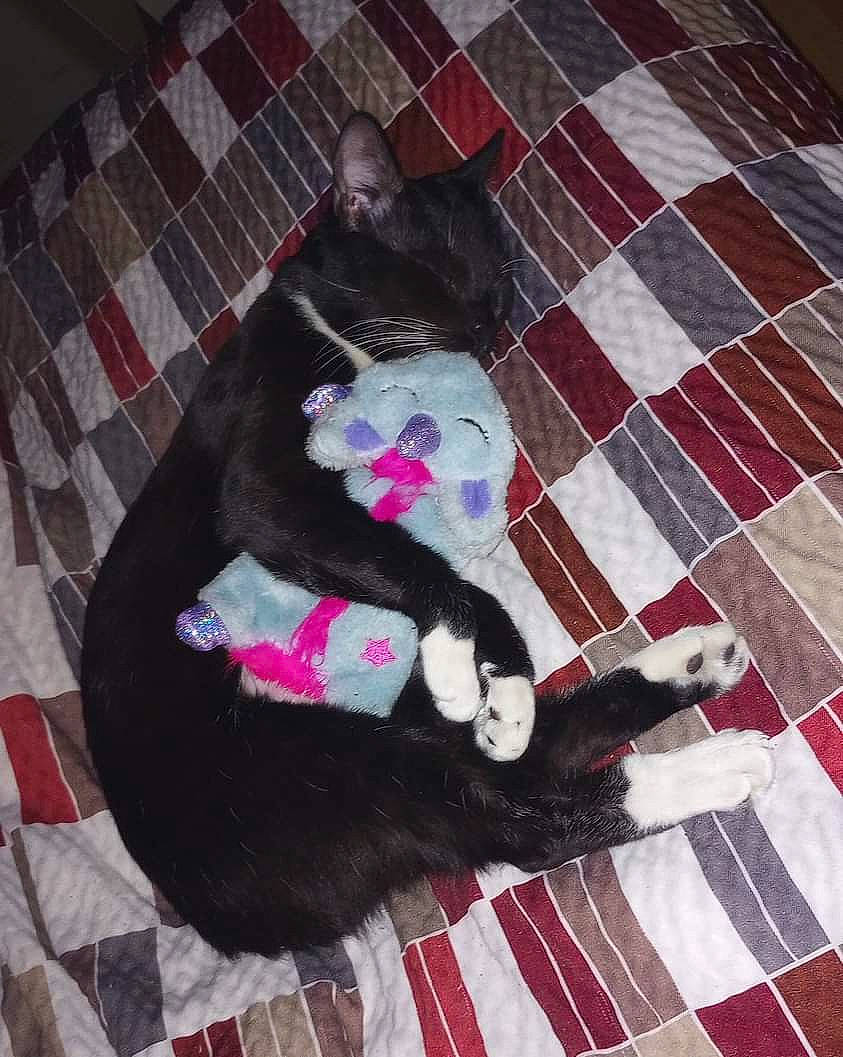 Señor Monsieur is registered to the contest to win money with this photo: carmine, carnivore, cat, comfort, companion_dog, dog_breed, felidae, flooring, fur, lap, linens, magenta, pattern, pink, small_to_medium_sized_cats, sporting_group, tail, textile, tints_and_shades, whiskers