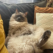 Odin a rejoint le concours — aidez-le/la à gagner de superbes lots ! animal, cat, couch, cozy, curtains, cute, domestic_animal, feline, fluffy, fur, home, indoor, living_room, paw, pet, pillows, relaxed, resting, soft, window