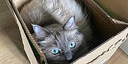 Odin participe au concours pour gagner de l'argent avec cette photo : animal, blue_eyes, cardboard_box, cat, cozy, curious, curled_up, cute, domestic_animal, ears, feline, fluffy, fur, indoor, looking_up, pet, playful, relaxed, whiskers, wooden_floor