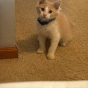 Teddy Bear is registered to the contest to win money with this photo: kitten, cat, pet, feline, fluffy, orange, white, collar, carpet, indoor, curious, young, small, cute, animal, whiskers, ears, paws, standing, looking_up