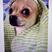 Howard joined the competition — help win amazing prizes! dog, small_dog, chihuahua, blanket, striped, green, white, pet, cozy, wrapped, face, portrait, cute, animal, indoor, fur, eyes, expression, looking, closeup
