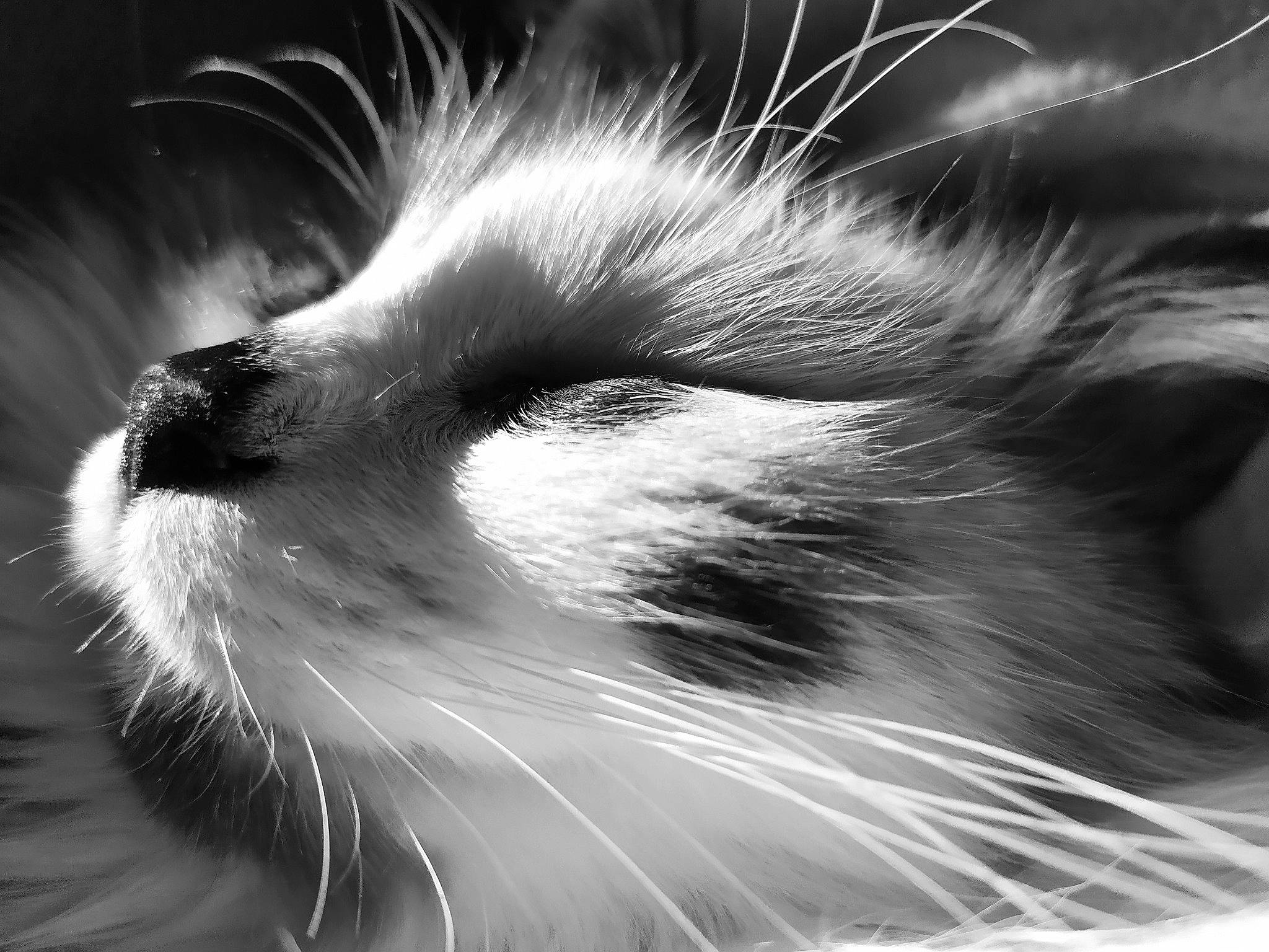 Poupi participe au concours pour gagner de l'argent avec cette photo : black_and_white, carnivore, cat, close_up, darkness, domestic_short_haired_cat, felidae, fur, grey, macro_photography, monochrome, monochrome_photography, paw, small_to_medium_sized_cats, snout, still_life_photography, style, terrestrial_animal, whiskers, wildlife