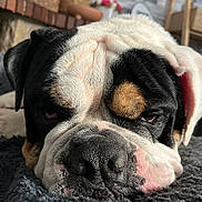 Tao participe au concours pour gagner de l'argent avec cette photo : dog, bulldog, pet, animal, close_up, portrait, wrinkles, sleepy, side_eye, nose, black_white, brown_markings, lying_down, rug, furry, indoors, home, face, muzzle, funny
