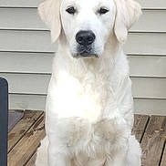 Vanille a rejoint le concours — aidez-le/la à gagner de superbes lots ! dog, white_dog, golden_retriever, pet, animal, sitting, porch, wooden_deck, fence, outdoor, canine, fur, ears, nose, paw, quiet, calm, domestic_animal, sidewalk, background