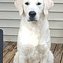 dog, white_dog, golden_retriever, pet, animal, sitting, porch, wooden_deck, fence, outdoor, canine, fur, ears, nose, paw, quiet, calm, domestic_animal, sidewalk, background