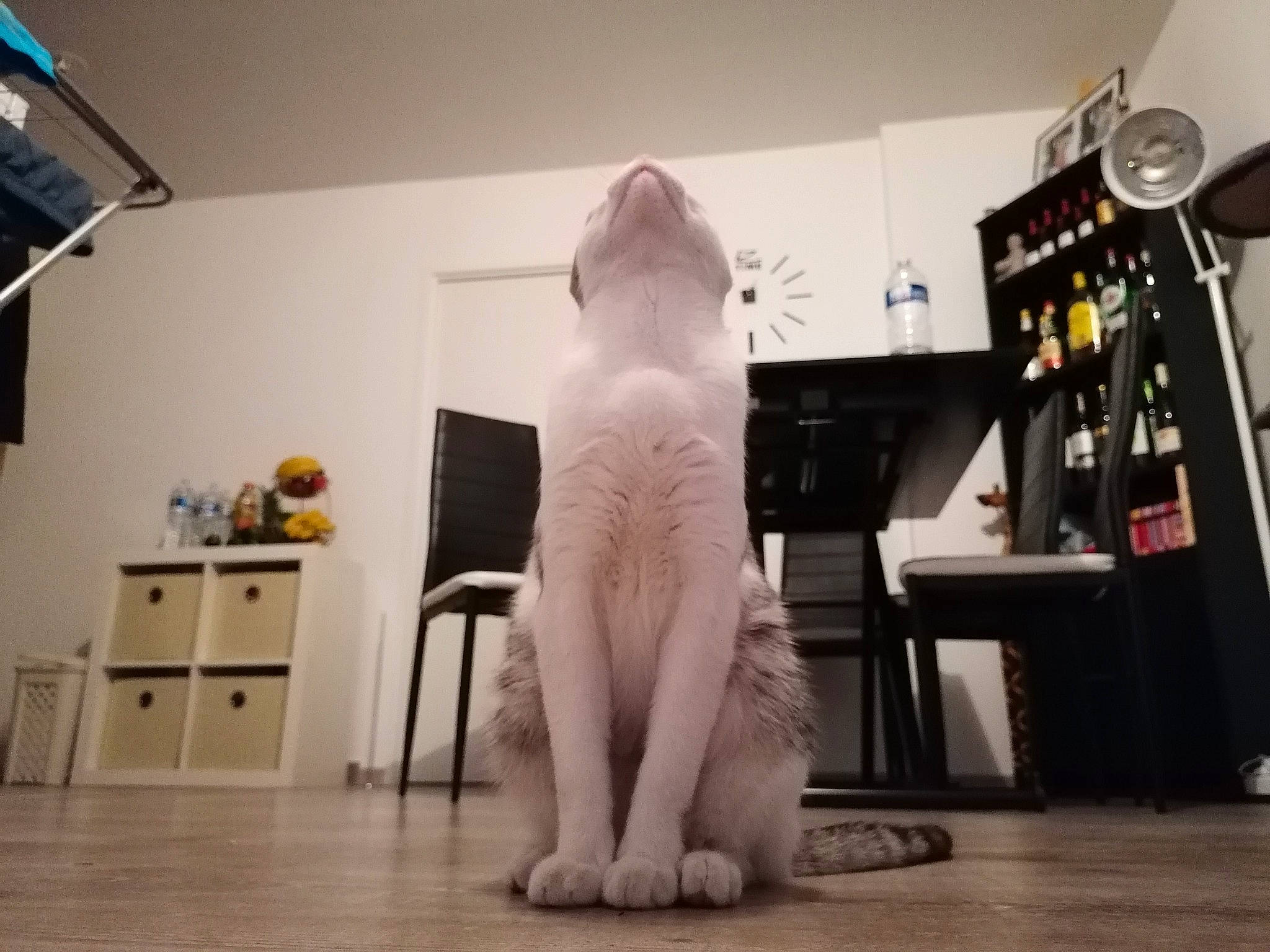 Jimmy a rejoint le concours — aidez-le/la à gagner de superbes lots ! abdomen, art, barefoot, cabinetry, carnivore, chair, chest, companion_dog, drawer, felidae, floor, flooring, foot, fur, human_leg, machine, polar_bear, room, trunk, wood