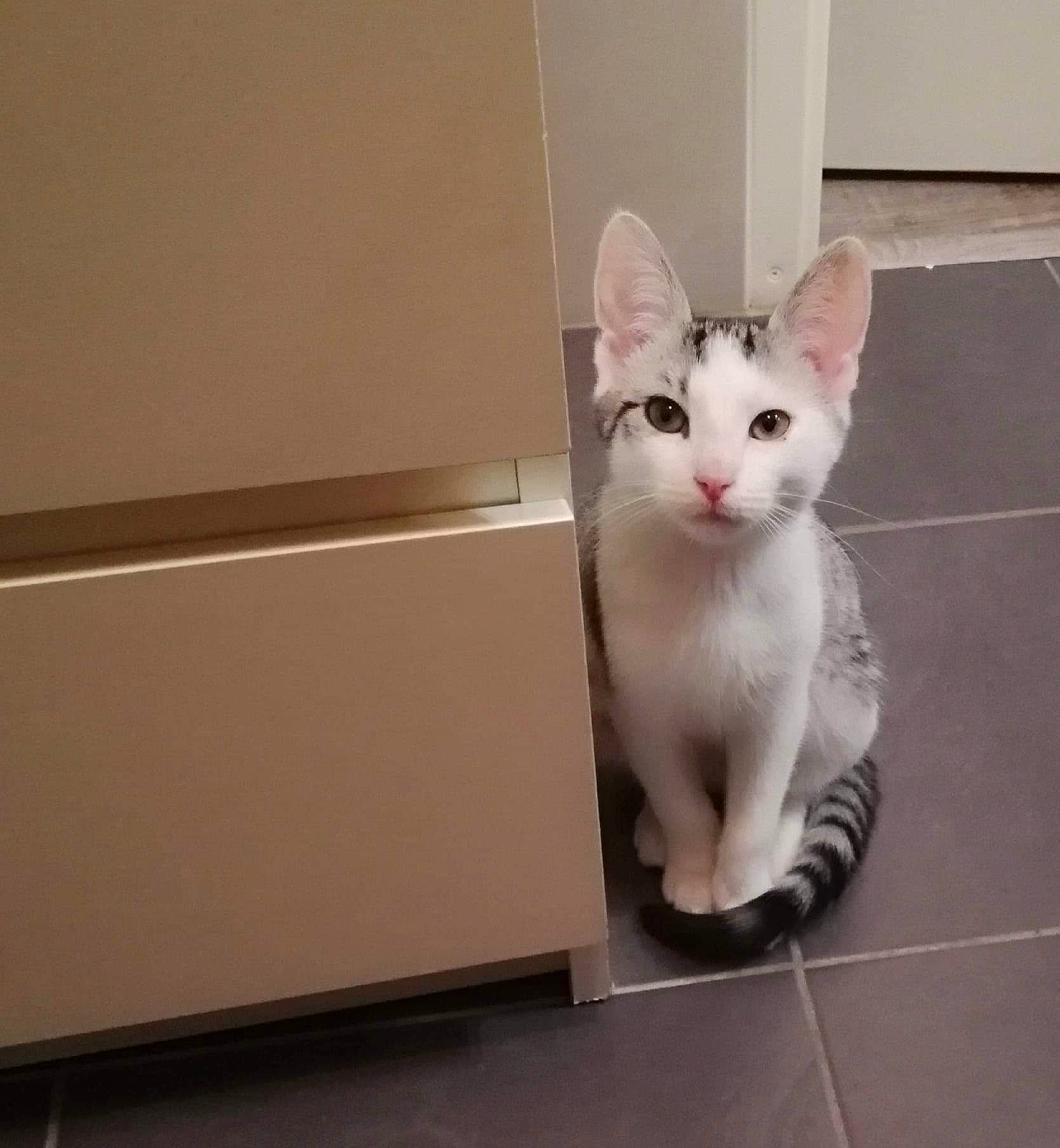 Jimmy participe au concours pour gagner de l'argent avec cette photo : box, carnivore, cat, ceiling, domestic_short_haired_cat, felidae, floor, flooring, foot, fur, hardwood, home_appliance, metal, paw, sitting, small_to_medium_sized_cats, snout, tail, whiskers, wood