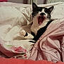 cat, tuxedo_cat, yawning, open_mouth, bed, blanket, duvet, paw, teeth, whiskers, ear, bedding, pink, floral_pattern, comforter, indoor, pet, cozy, portrait, relaxed