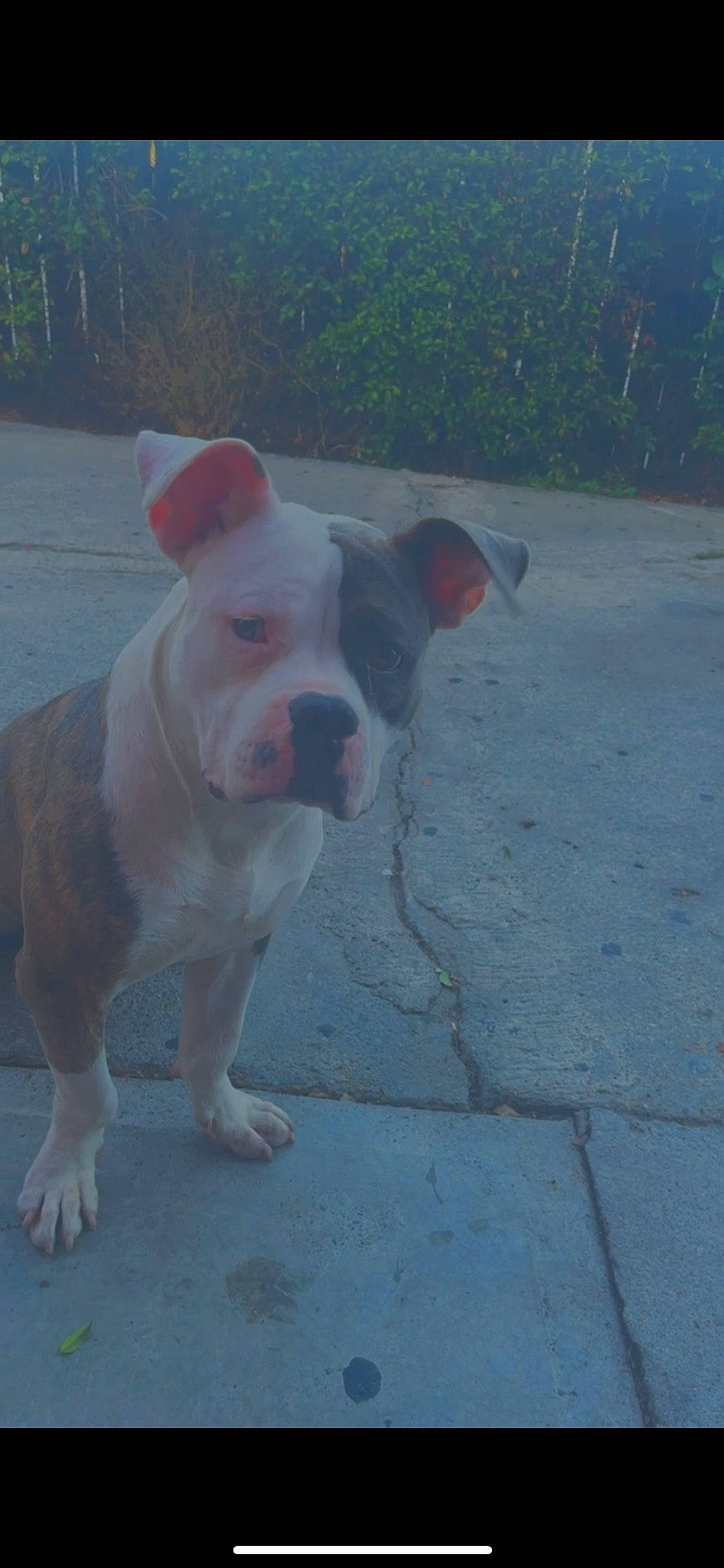 Duke joined the competition — help win amazing prizes! bulldog, canidae, carnivore, collar, companion_dog, concrete, dog, dog_breed, dog_collar, dogo_guatemalteco, fawn, flooring, non_sporting_group, road_surface, snout, sporting_group, tail, terrestrial_animal, working_animal