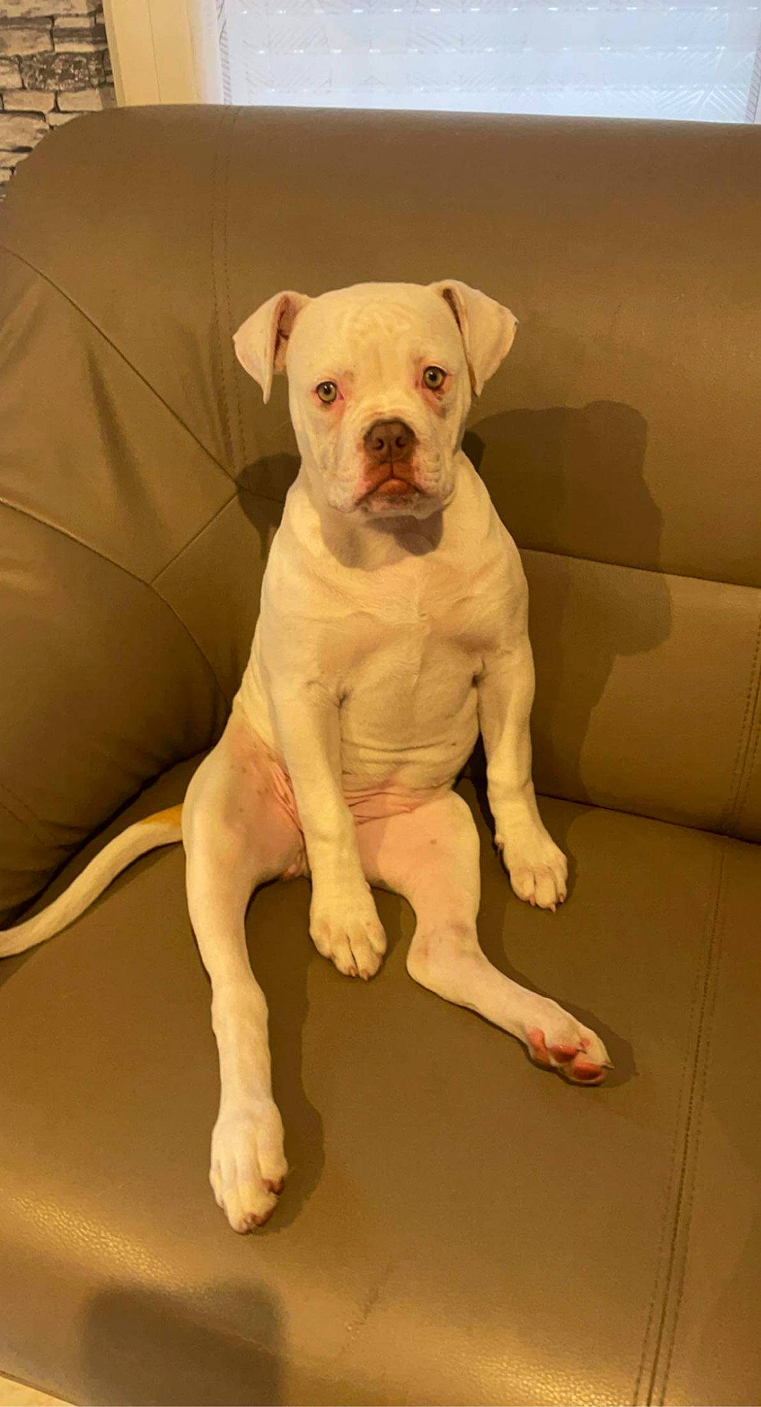 Atila participe au concours pour gagner de l'argent avec cette photo : ancient_dog_breeds, boxer, canidae, carnivore, comfort, companion_dog, couch, dog, dog_breed, dog_collar, fawn, flooring, fur, non_sporting_group, snout, sporting_group, tail, toy_dog, working_animal, wrinkle