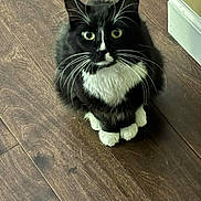 Bob Dylan joined the competition — help win amazing prizes! adorable, animal, black_and_white, cat, closeup, curious, cute, domestic, feline, fur, house, indoor, looking_up, mammal, paws, pets, sitting, tuxedo_cat, whiskers, wooden_floor