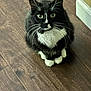 adorable, animal, black_and_white, cat, closeup, curious, cute, domestic, feline, fur, house, indoor, looking_up, mammal, paws, pets, sitting, tuxedo_cat, whiskers, wooden_floor