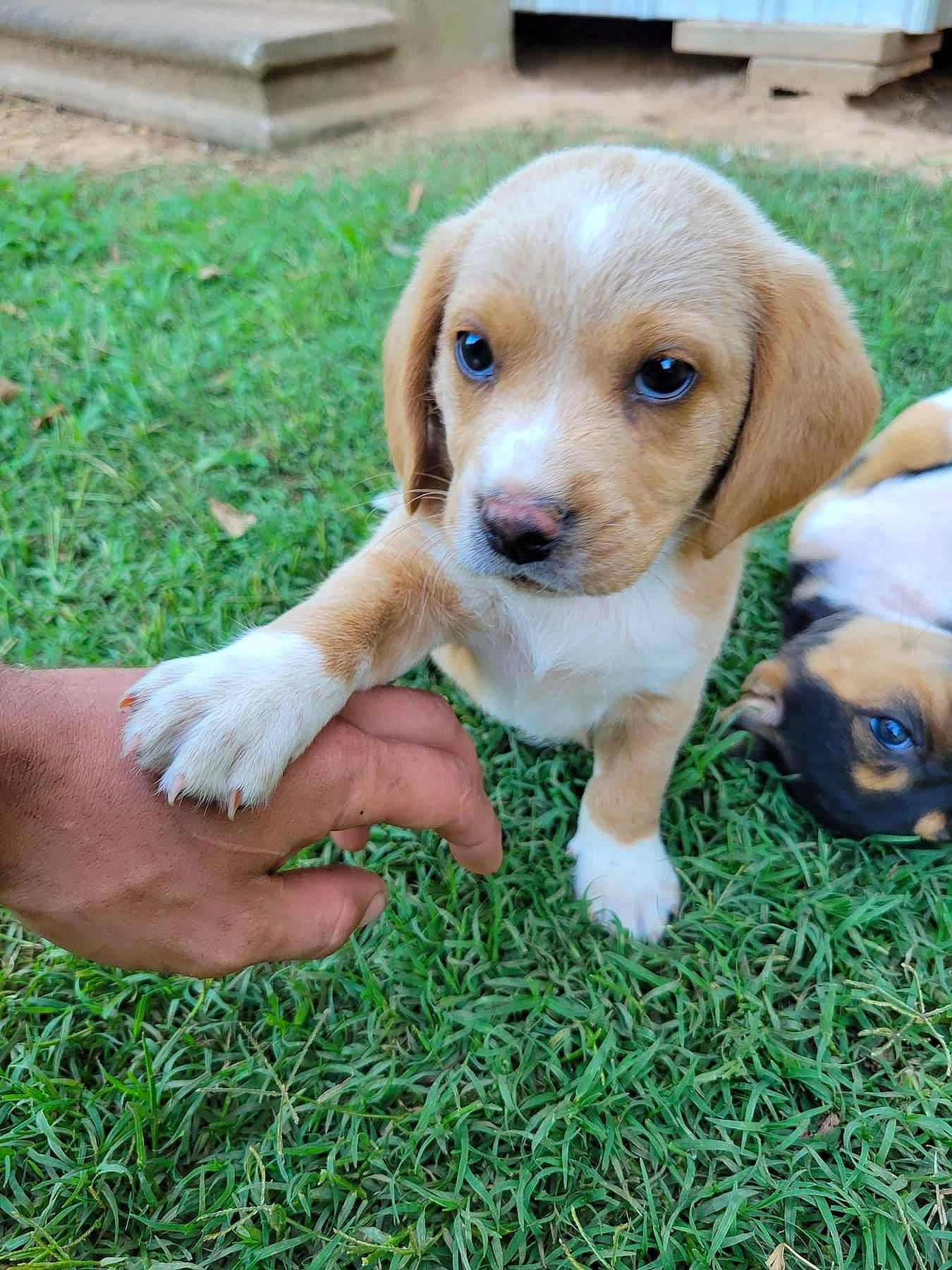 Franklin joined the competition — help win amazing prizes! beagle, canidae, carnivore, companion_dog, dog, dog_breed, fawn, fur, grass, hound, plant, puppy, snout, sporting_group, tail, terrestrial_animal, whiskers