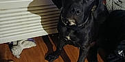 Teddy is registered to the contest to win money with this photo: accessories, airconditioner, animal, appliance, bag, canine, device, dog, electricaldevice, glasses, greatdane, handbag, hardwood, hound, indoors, labradorretriever, pet, plywood, puppy, wood