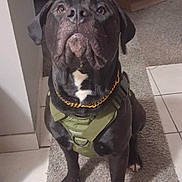 Teddy joined the competition — help win amazing prizes! alert, animal, black_dog, brown_eyes, canine, carpet, companion, cute, dog, domestic_animal, fur, gold_chain, harness, household, indoor, looking_up, paw, pet, sitting, tile_floor