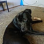 dog, black_dog, carpet, bone, pet, indoor, floor, collar, chain, chew_toy, looking_back, canine, relaxed, furniture, table, wall, power_outlet, cord, home, animal