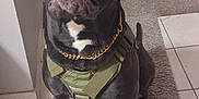 Teddy Bear is registered to the contest to win money with this photo: dog, black_dog, pet, indoor, carpet, tile_floor, harness, chain, sitting, looking_up, canine, animal, domestic_animal, fur, paw, mouth_open, ears, nose, eyes, companion