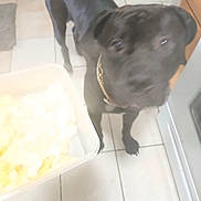 Teddy Bear is registered to the contest to win money with this photo: dog, black_dog, kitchen, tile_floor, container, food, indoor, pet, looking_up, collar, floor, animal, canine, waiting, blurred, household, curious, domestic, four_legs, standing