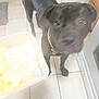 animal, black_dog, blurred, canine, collar, container, curious, dog, domestic, floor, food, four_legs, household, indoor, kitchen, looking_up, pet, standing, tile_floor, waiting