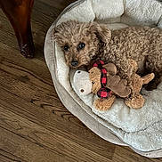 Brody is registered to the contest to win money with this photo: animal, brown_dog, comfort, cozy, curly_fur, cute, dog, fur, furniture_leg, home, indoor, moose_toy, pet, plush_bed, relaxed, resting, snuggling, stuffed_toy, toy, wooden_floor