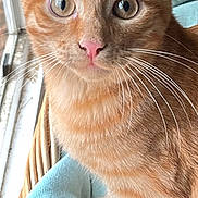 Dj joined the competition — help win amazing prizes! animal, blue_blanket, cat, close_up, cute, feline, indoors, kitten, natural_light, orange_tabby, pet, pink_nose, portrait, second_cat, sitting, striped_fur, whiskers, wicker_basket, wide_eyed, window