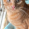 animal, blue_blanket, cat, close_up, cute, feline, indoors, kitten, natural_light, orange_tabby, pet, pink_nose, portrait, second_cat, sitting, striped_fur, whiskers, wicker_basket, wide_eyed, window