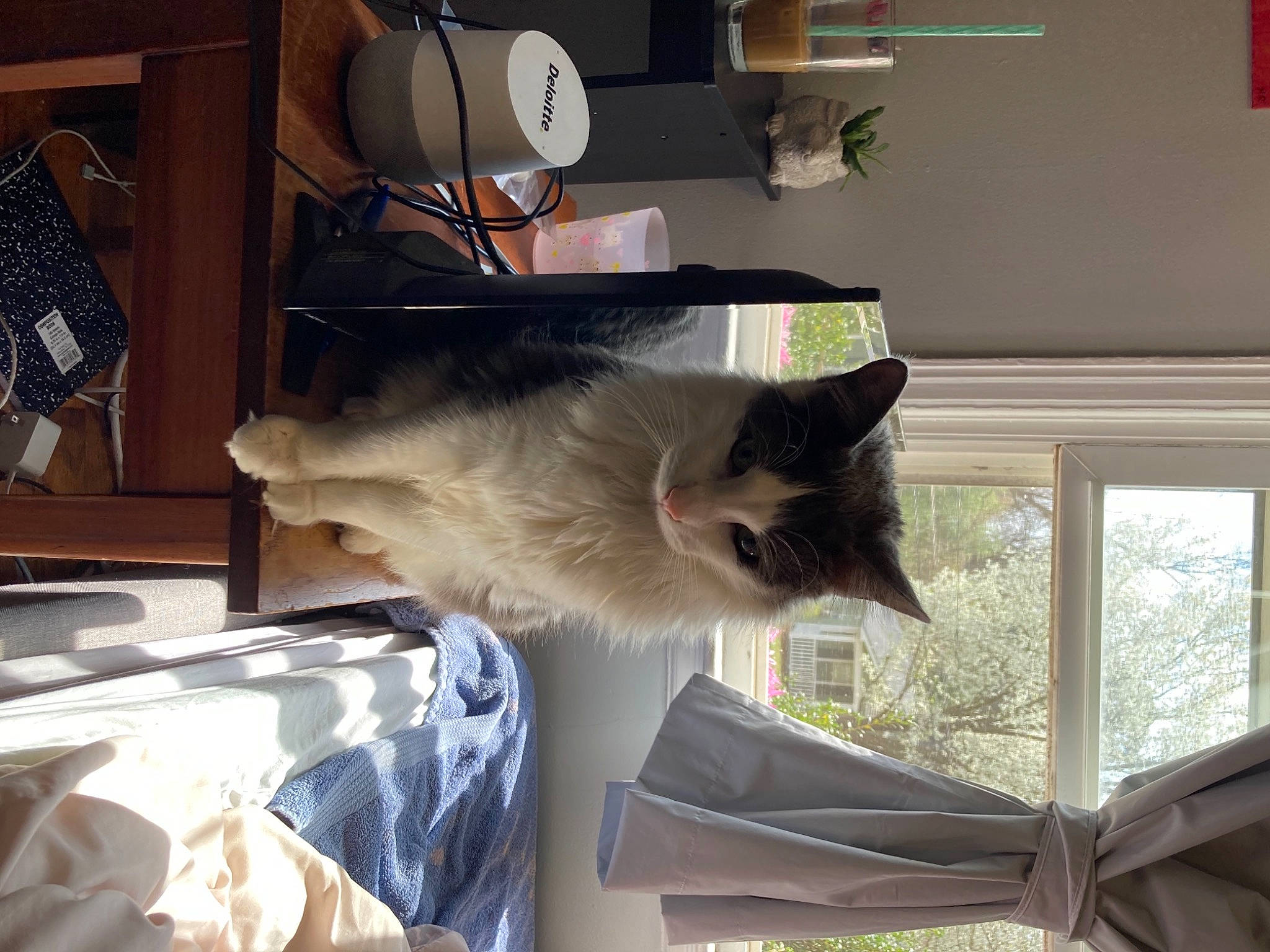 Dopey is registered to the contest to win money with this photo: carnivore, cat, domestic_short_haired_cat, fawn, felidae, fur, grey, hardwood, house, houseplant, mechanical_fan, plant, room, shelf, small_to_medium_sized_cats, tail, tree, whiskers, window, wood