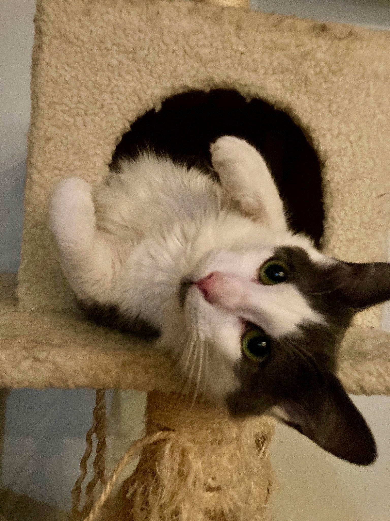 Dopey joined the competition — help win amazing prizes! carnivore, cat, claw, comfort, domestic_short_haired_cat, ear, fang, felidae, foot, fur, moustache, paw, small_to_medium_sized_cats, tail, terrestrial_animal, whiskers, yawn