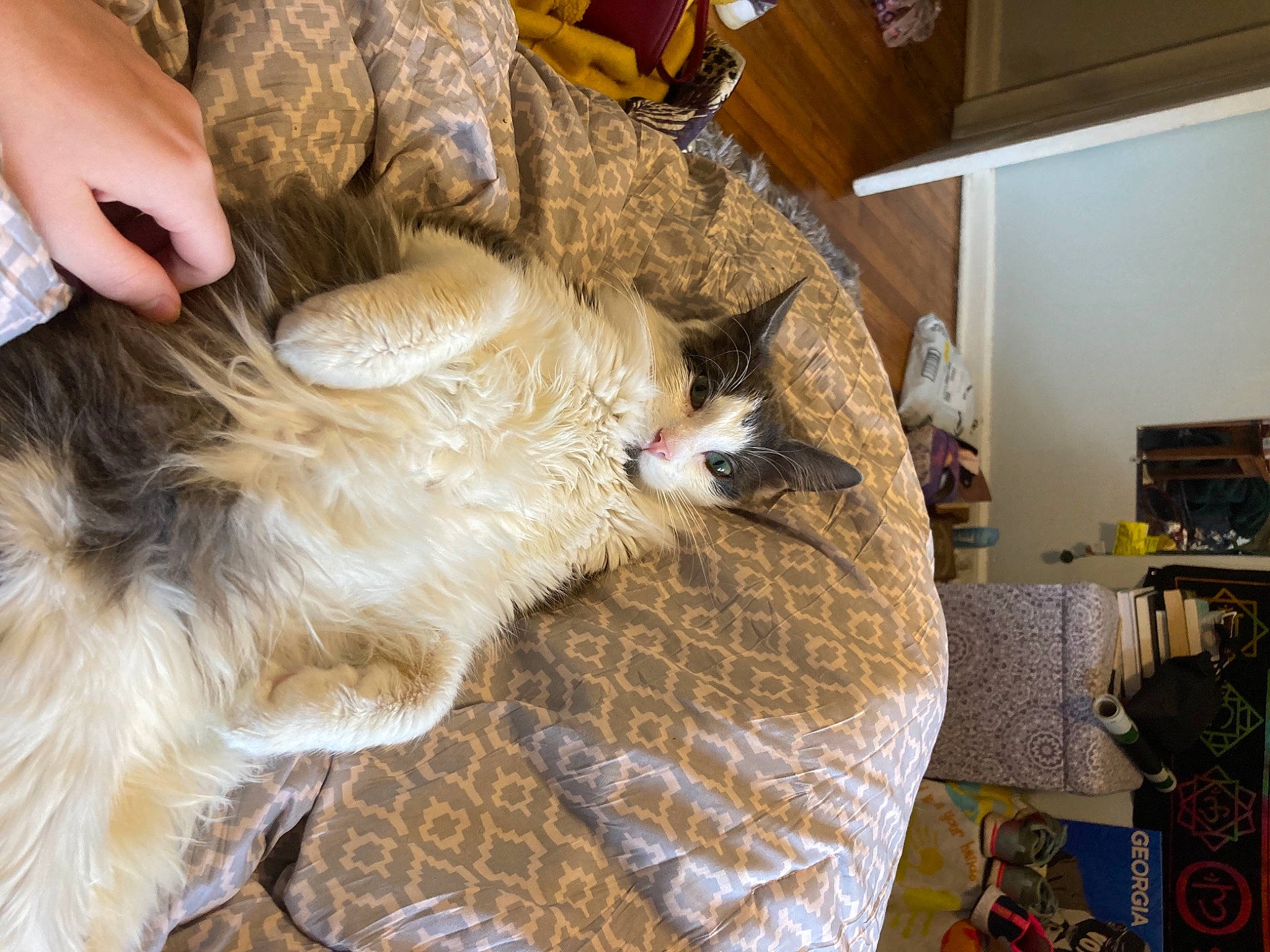 Dopey joined the competition — help win amazing prizes! carnivore, chair, collar, comfort, companion_dog, dog, dog_breed, fawn, felidae, flooring, fur, hardwood, linens, nail, picture_frame, small_to_medium_sized_cats, tail, whiskers, wood, working_animal