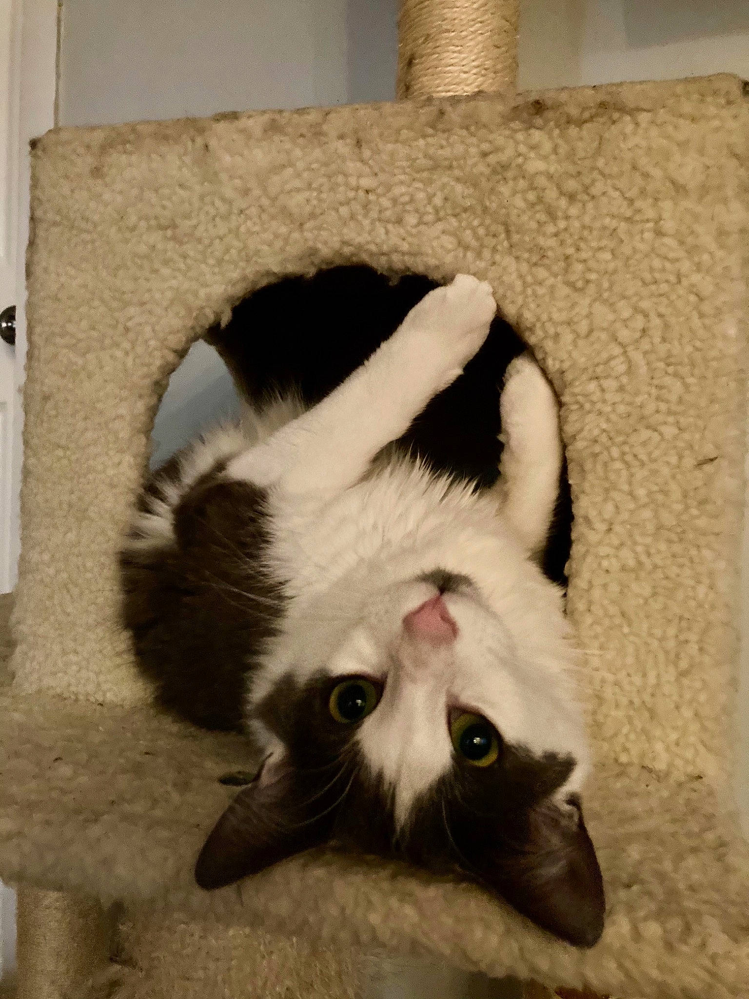 Dopey is registered to the contest to win money with this photo: carnivore, cat, claw, comfort, domestic_short_haired_cat, fang, felidae, flooring, fur, paw, photo_caption, small_to_medium_sized_cats, snout, tail, whiskers, window