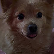 Todd is registered to the contest to win money with this photo: animal, blanket, close_up, companion, cute, dog, domestic, ears, face, fluffy, friendly, fur, indoors, mammal, pet, pink, portrait, purple_background, snuggled, tongue_out