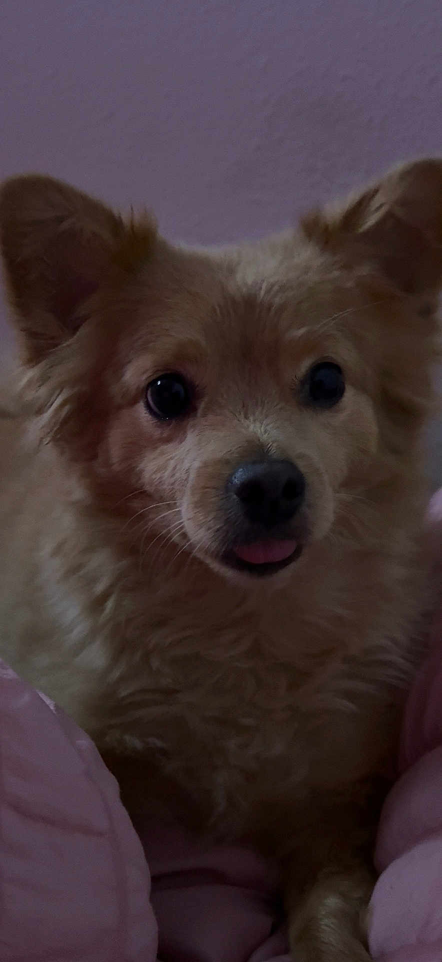 Todd is registered to the contest to win money with this photo: animal, blanket, close_up, companion, cute, dog, domestic, ears, face, fluffy, friendly, fur, indoors, mammal, pet, pink, portrait, purple_background, snuggled, tongue_out