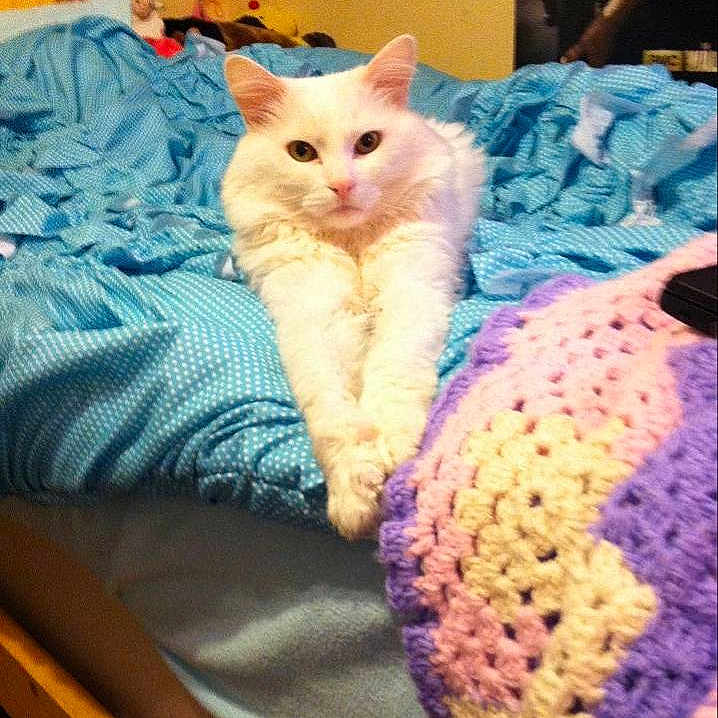 Kitty joined the competition — help win amazing prizes!