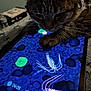 Milo joined the competition — help win amazing prizes! animal, bed, blanket, cat, closeup, creatures, curious, digital, entertainment, game, indoor, paw, pet, relaxation, screen, tabby, tablet, technology, underwater, water_bottle